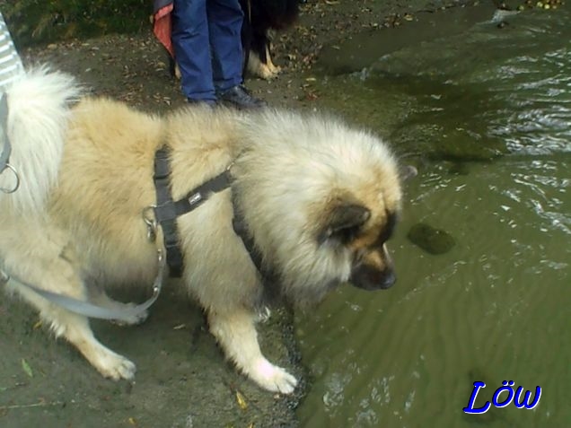 21.6.2025 - Dwix bestaunt das Ufer